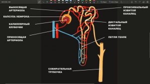 НЕФРОН ЕГЭ строение, функции, анатомия, физиология