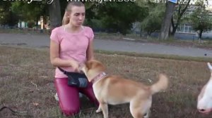 Драки между собаками