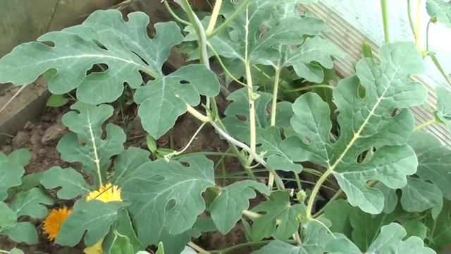 арбуз 1 июля, правила формирования для Сибири смотреть онлайн