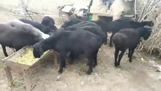 Гиссарские бараны (кучкары) на откорме. Hissori qóylar yemda.