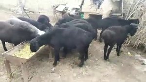 Гиссарские бараны (кучкары) на откорме. Hissori qóylar yemda.