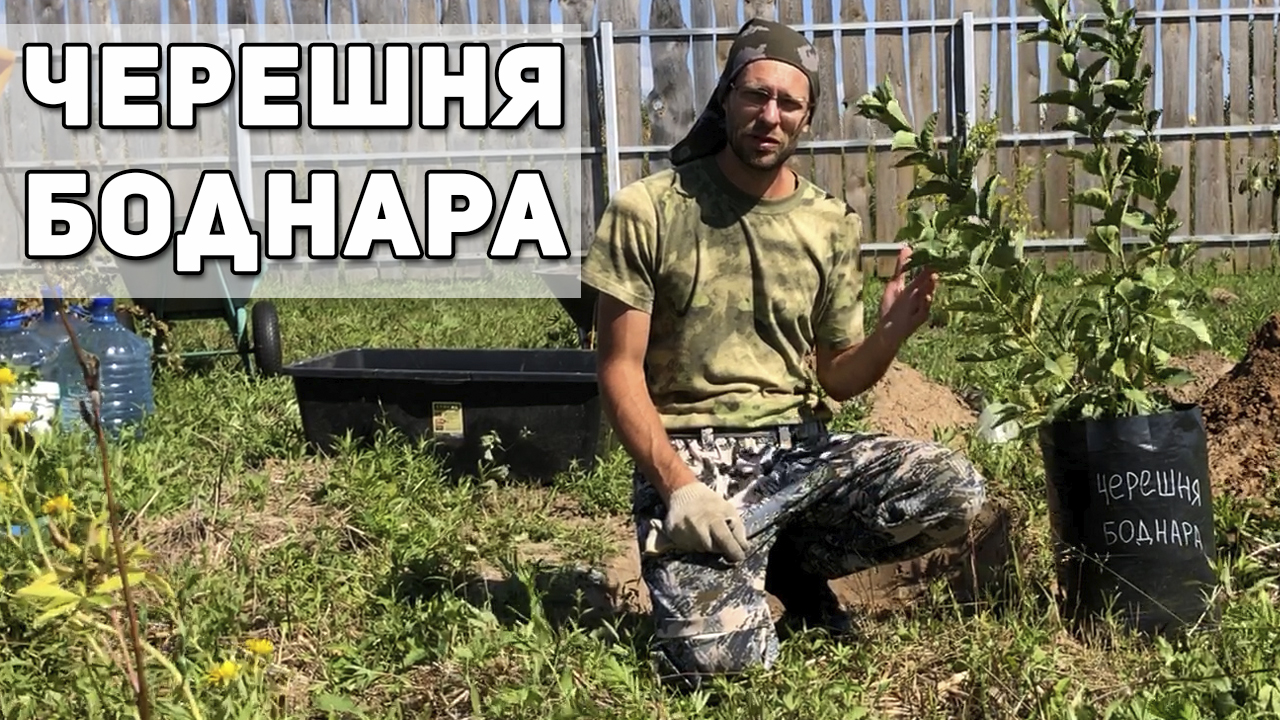 Посадка черешни Боднара.