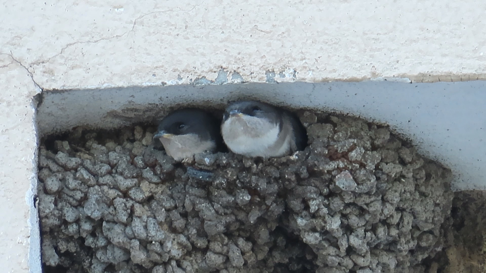 Птенцы ласточек-воронков в гнезде