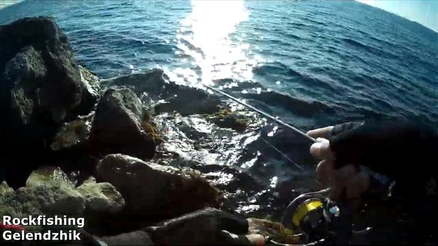 Разно рыбица или не правильный сарган в Геленджике. смотреть онлайн