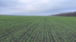 Озимая пшеница. ПР. Таня, Гром,Граф, Алексеич, Степь, Тимирязевка-150, Юка.