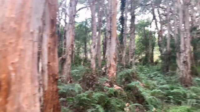 Paperbark Forest смотреть онлайн