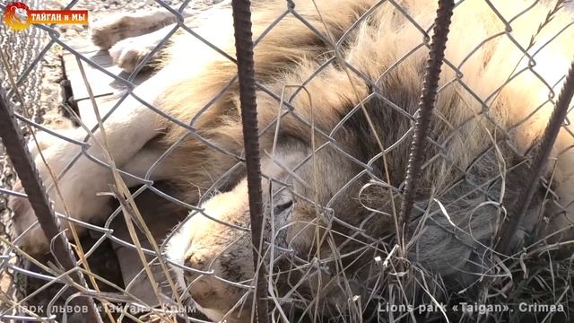 Прекрасная Лейла с малышами, соня Дейл и Ричард великолепный. Львы Тайгана. Lion's life in Taigan. смотреть онлайн