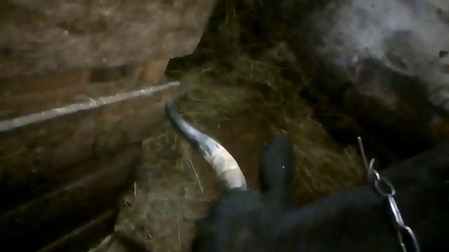 корова за два дня до отела смотреть онлайн