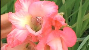 Цветение гладиолусов в октябре. Сад и огород выпуск 247