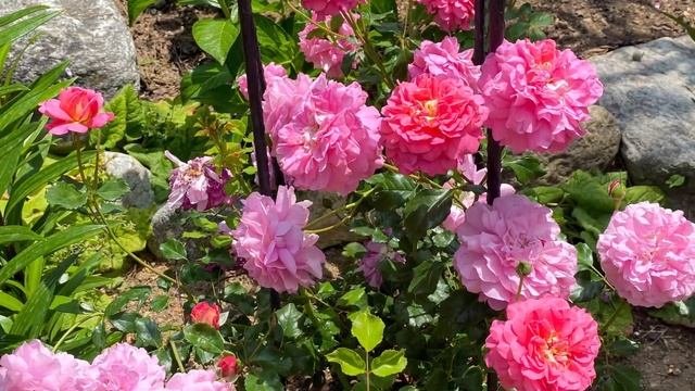 Christopher Marlowe Rose 2022 Of The First Year