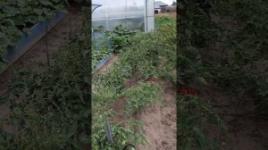 Неожиданно пришли туманы. Обработка томатов ХОМом от фитофторы.