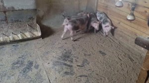 петрены 2 месяца, какой вес,важу