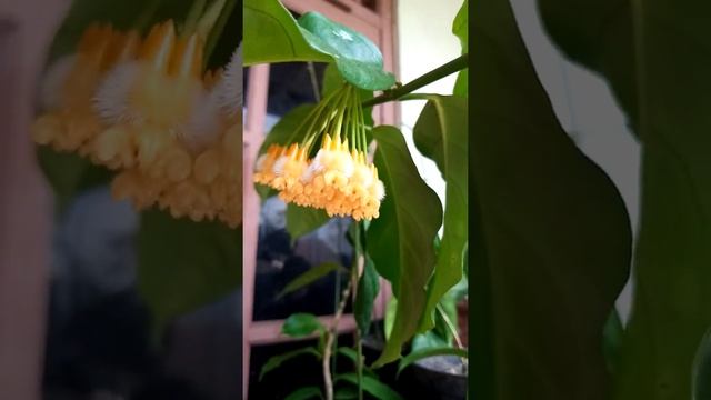 My Hoya lasiantha first blooming