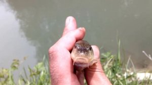 Пескарь - рыба редко клюет в реке биюк-карасу в Крыму.