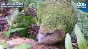 Meet the Kakapo! World’s only flightless parrot and heaviest parrot in the world - ABC15 Digital