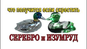 КАЛЬКУЛЯТОР ЦВЕТОВ МУСКУСНОЙ УТКИ