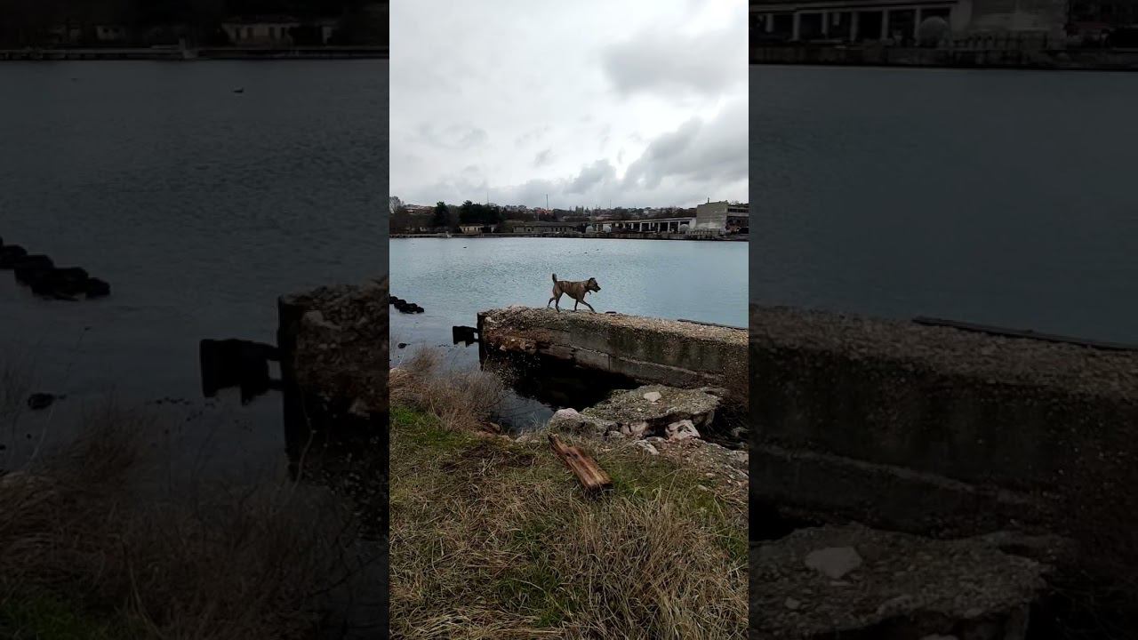 гуляем у моря. #виделивидео #моипитомцы #моясобака #doglover #dogs #кошкиндом #catanddog
