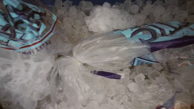 Willamette Spring Chinook 2017 смотреть онлайн