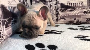 Французский бульдог голубо-палевого окраса, щенку 1,5 мес.