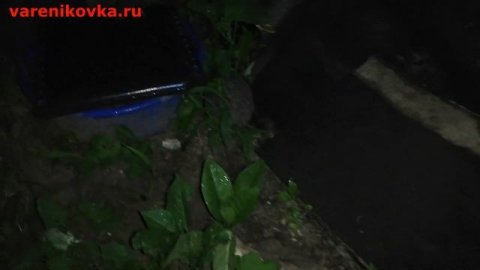 Долбаный американский клён ясенелистный #ПереездНаЮг #ДомНаЮге #Варениковская #КраснодарскийКрай