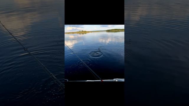 ДИКИЙ ОКУНЬ