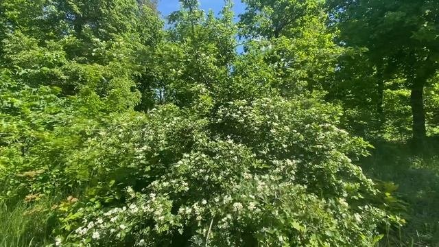 Черноклён часть 1