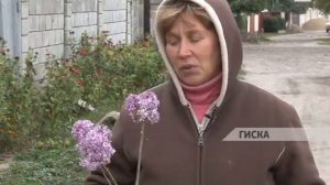 В Приднестровье в условиях непривычно холодной осени собирают урожай клубники и цветет сирень