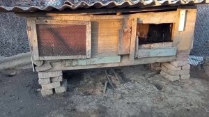 Субботник/Уборка/Кормление/Смена поилки/Домик для уток/Мускусные утки