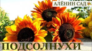 Как вырастить подсолнухи / Sunflowers