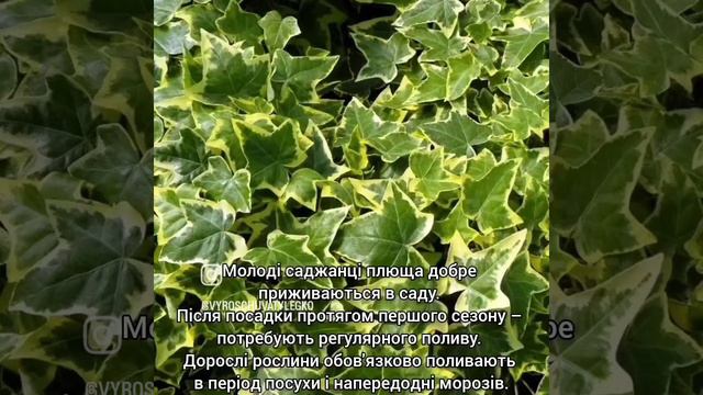 Про вирощування плюща смотреть онлайн