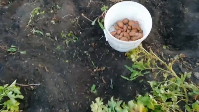 Урожай картохи 2020 собран. смотреть онлайн