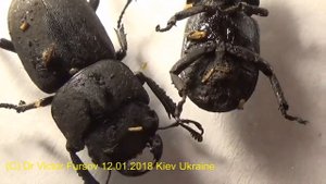 Опасны ли Клещи на Жуках Рогачах Dorcus (Lucanidae)?
