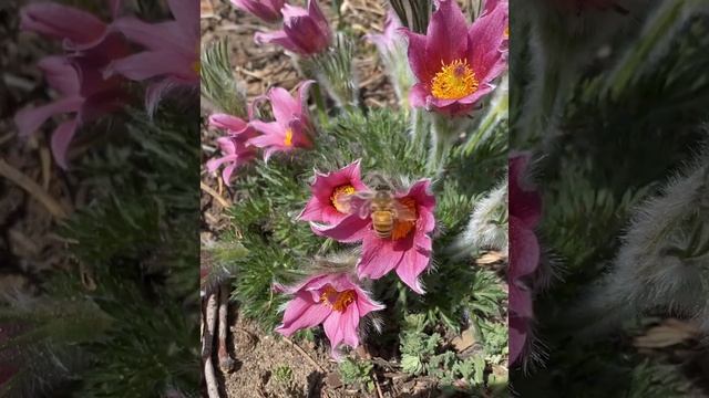 Rose Bells Pasque Flower (Pulsatilla vulgaris Rosen Glocke)