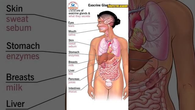 #UPSCMPSC l Endocrine and Exocrine Glands #SCIENCE  #DRAMARJAGTAP