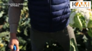 Капуста цветная Вероника. Сортотип Романеско от Бейо Заден