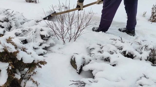 Защищаем садовые растения от морозов и ветра, забрасывая их снегом. смотреть онлайн