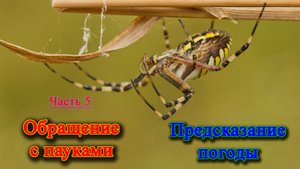 Обращение с пауками и предсказание погоды. Фауна Беларуси / Микропланета