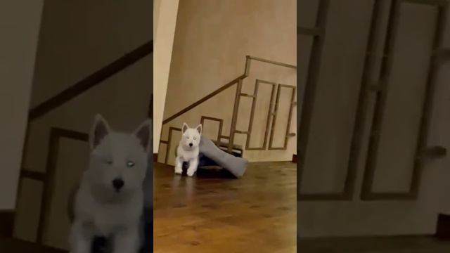 Вест-хайленд-уайт-терьер Дориан. смотреть онлайн