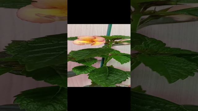 Ахименес из ризомы.🌺