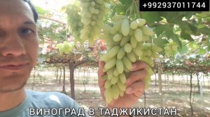 Виноград Таджикистан Аватар кишмиш Ломбаржини Хэллоин