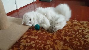 Turkish Angora cat is playing with yarn balls