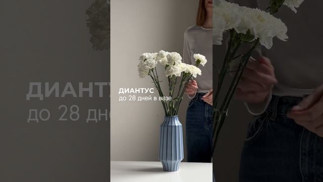 А вы знали, что краспедия засыхает и становится сухоцветом? ? #shorts #flower