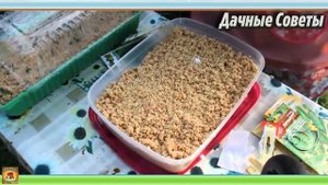 САМЫЕ БЫСТРЫЕ всходы рассады по ЯПОНСКОМУ СПОСОБУ Выращивание огурцов в ГОРЯЧИХ ОПИЛКА