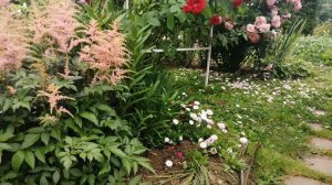 Компаньоны для Роз