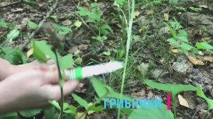 Глухие грибы.