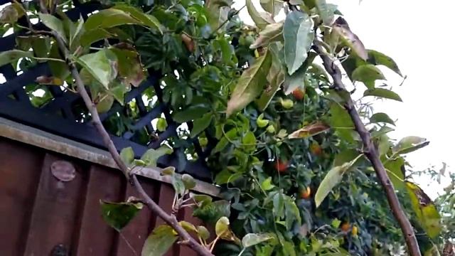 Jonagold Apples (Malus Domestica) - UK - Delicious Apples смотреть онлайн