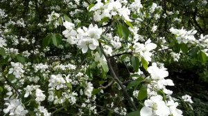 Елагини Остров Весна Санкт Петербург