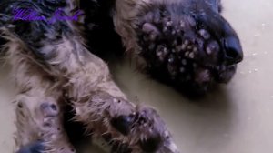 Helpless Puppy !! Starring Mango worms and Fatou and Make puppy happy #6