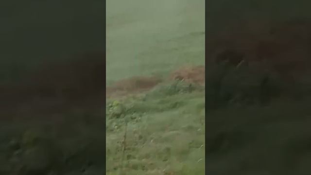 волки в степи, внимание есть ненормативная лексика? 18 +. смотреть онлайн