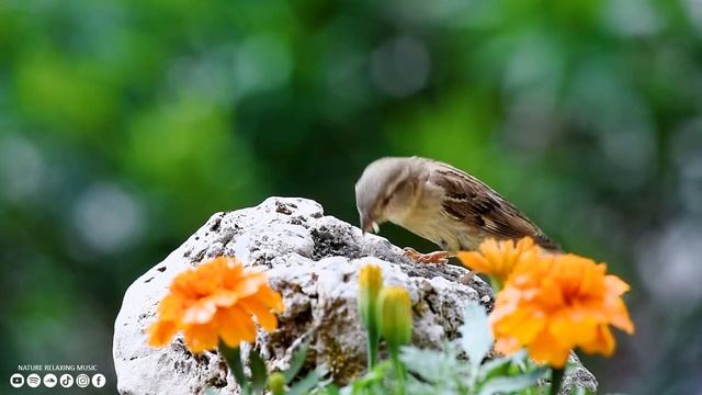 Исцеляющая музыка для сердца и сосудов ? Нежная музыка, успокаивает нервную систему #4 смотреть онлайн